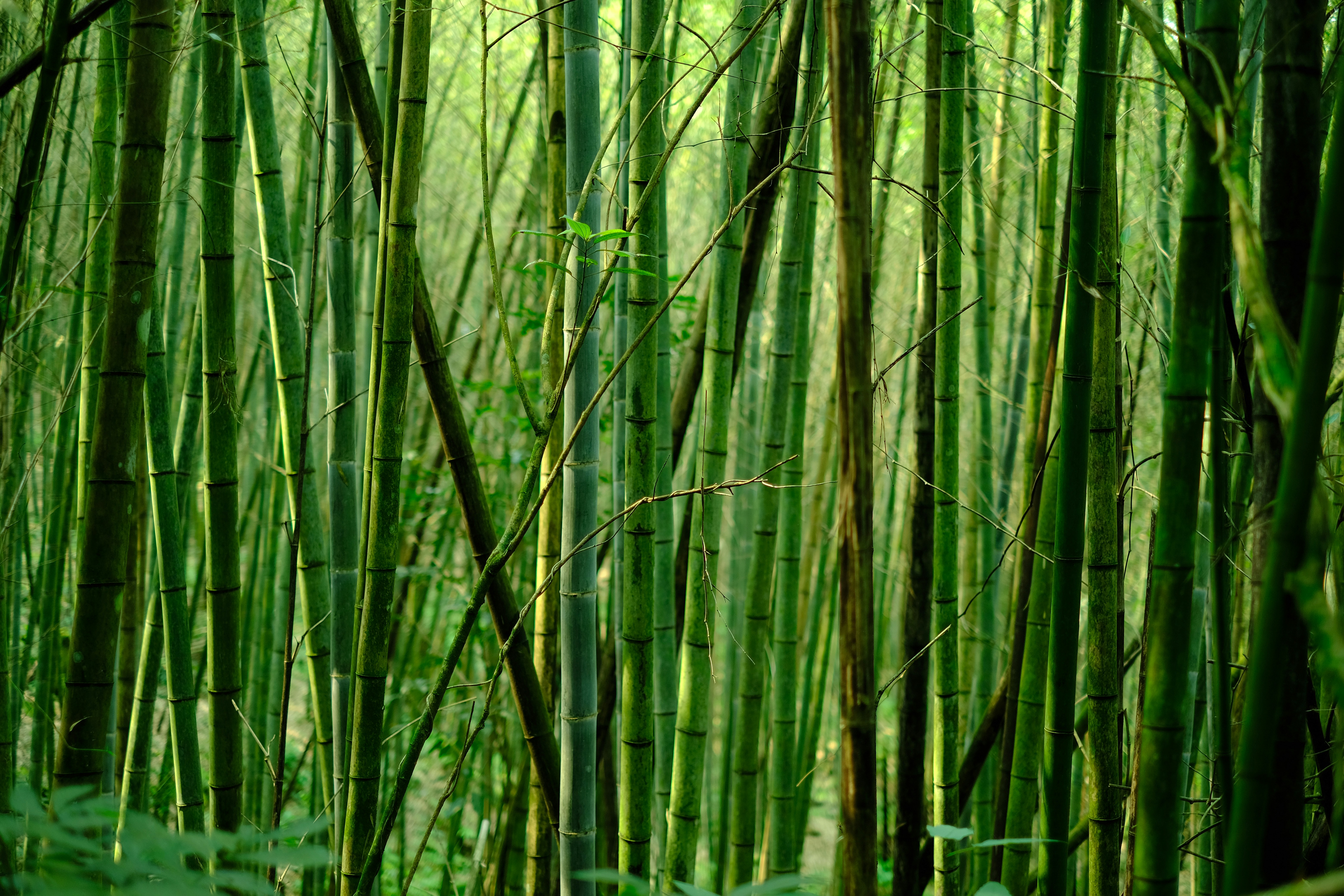 Opening the Bamboo Curtain